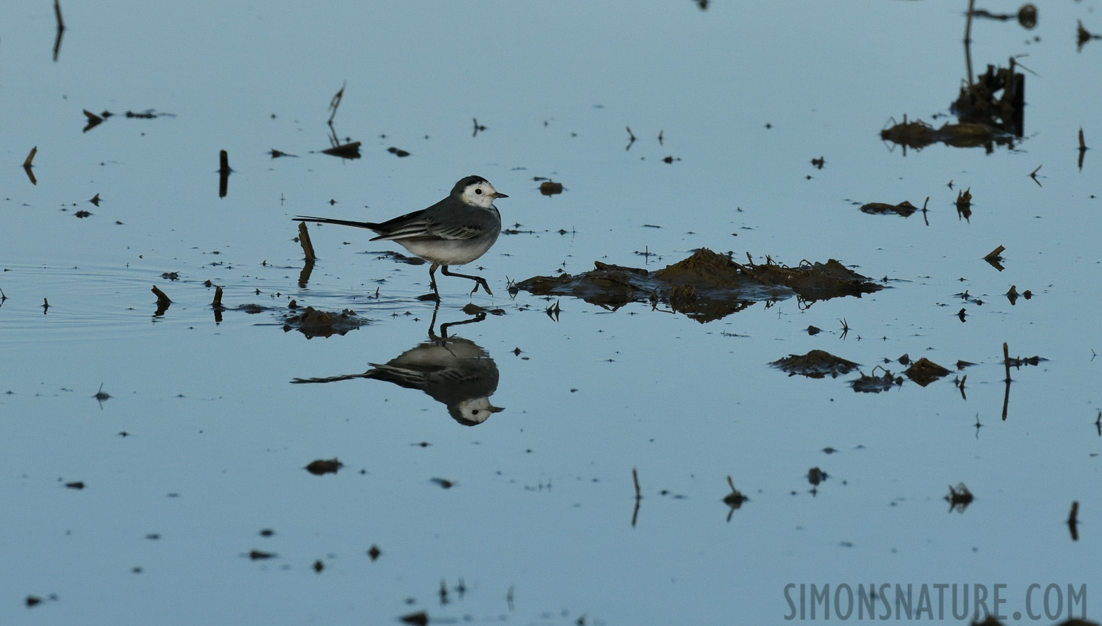 Motacilla alba alba [400 mm, 1/2000 Sek. bei f / 11, ISO 1000]